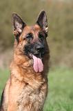 BERGER ALLEMAND 1324